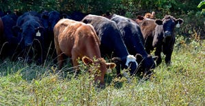 Beef herd in pasture