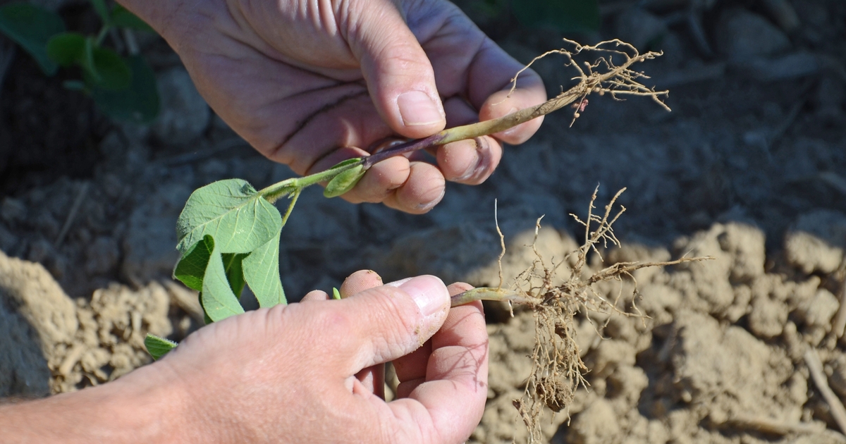 Check for soybean nodules early, often