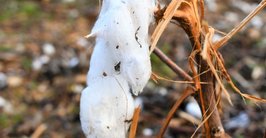 dfp-adismukes-cotton-after-harvest.JPG