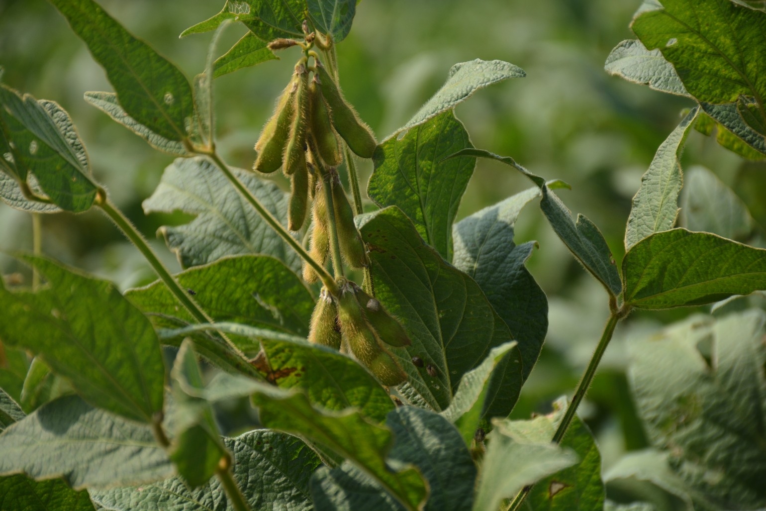 Should you cut soybean seeding rates?