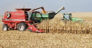 combine in cornfield