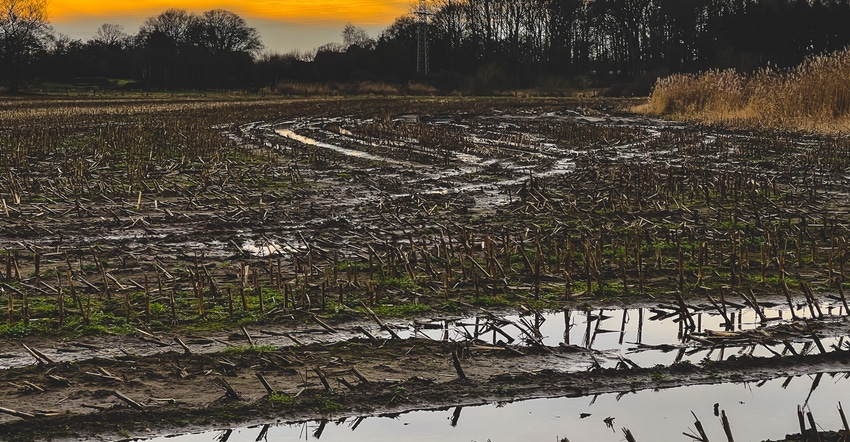corn field with tracks and puddles of water and trees