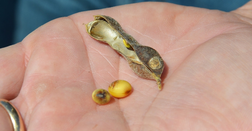 diseased soybean pod in palm of hand
