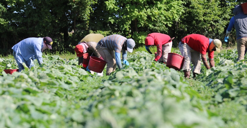 Latino farmworkers in field