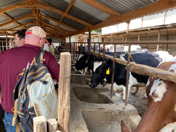 Dairy cows feed at the farm of Major Leitch near Nakuru, Kenya. The 3.5 acre farm also grows vegetables and fruit.