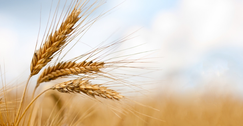 Closeup of wheat