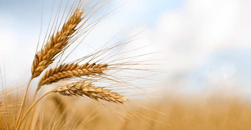 Closeup of wheat Closeup of wheat