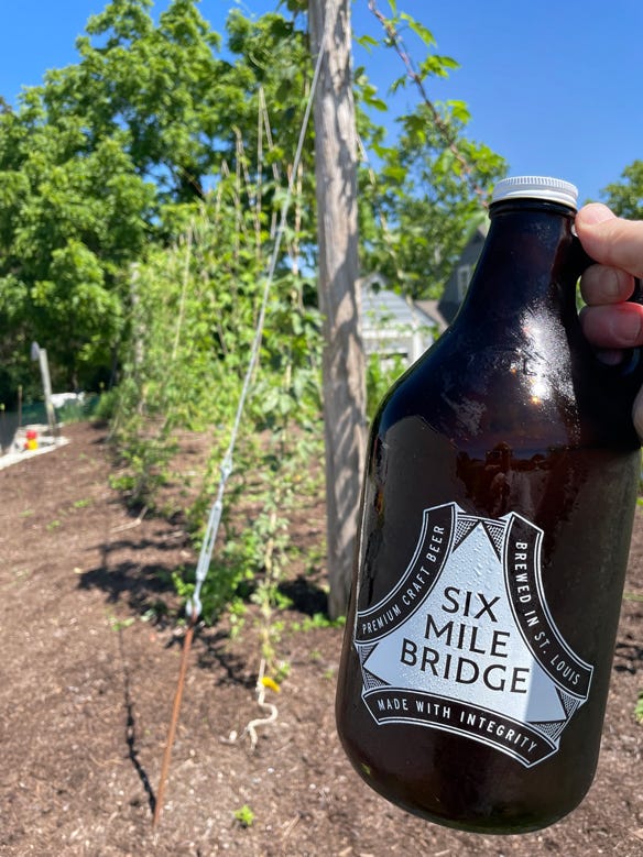 Hand holding Six Mile Bridge growler in front of a row of hops growing on a trellis