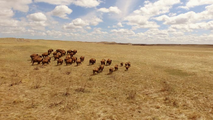 A wide landscape shot of a herd of Buffalo in an open field