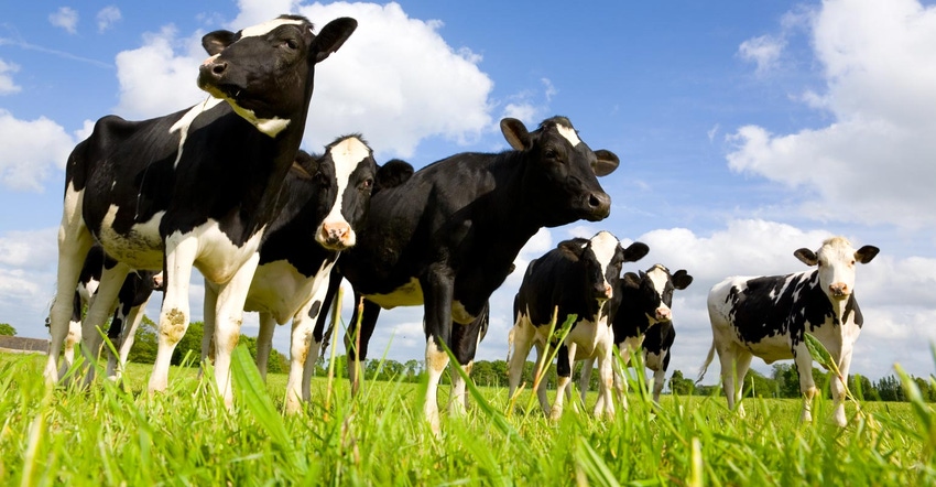 Holstein cows in a pasture
