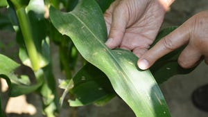 A hand pointing to gray leaf spot lesions on a corn leaf