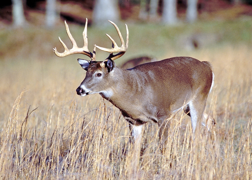 MSU-Deer.jpg MSU-Deer.jpg