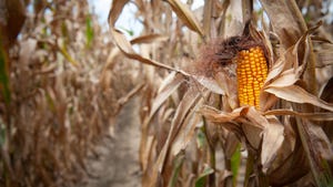Dry field corn before harvest