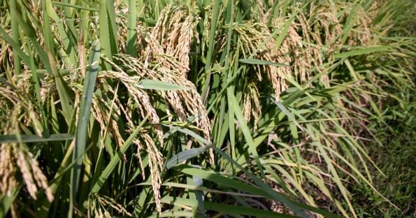 Face of rice price not just another pretty chart