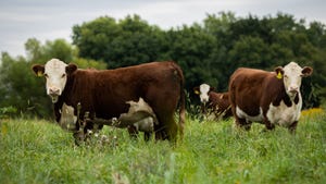 Beef cattle herd grazing on pasture