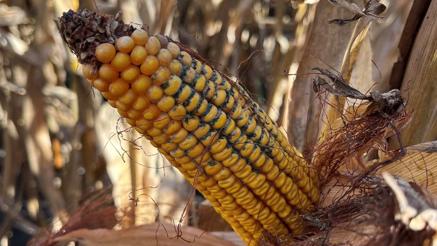 After rampant rainfall, call your crop insurance agent