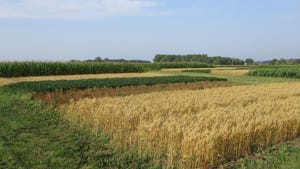test plots growing corn, wheat, soybeans and peas
