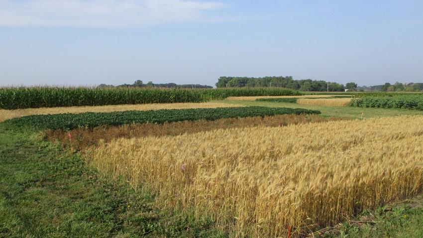 test plots growing corn, wheat, soybeans and peas