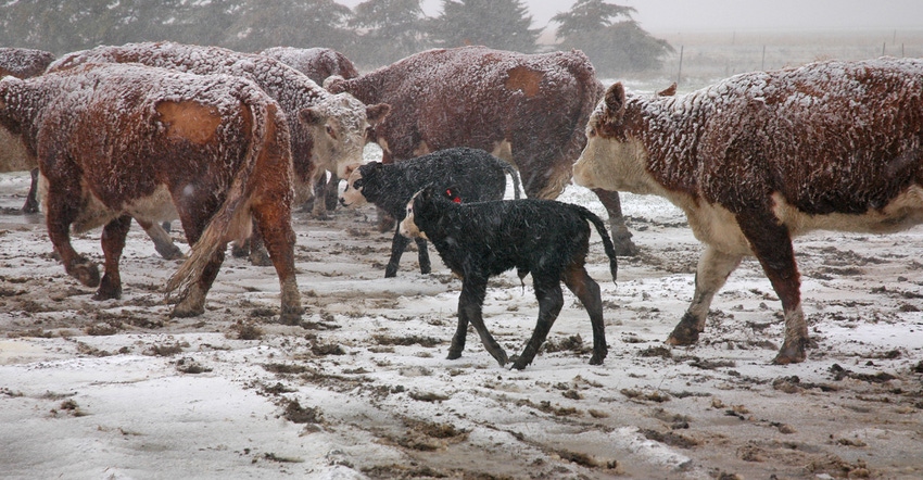 beef cows and calves in snow