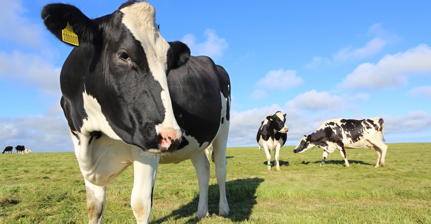 Holstein dairy cows on green pasture