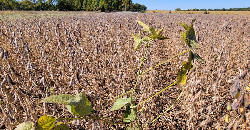 unusual soybean plant