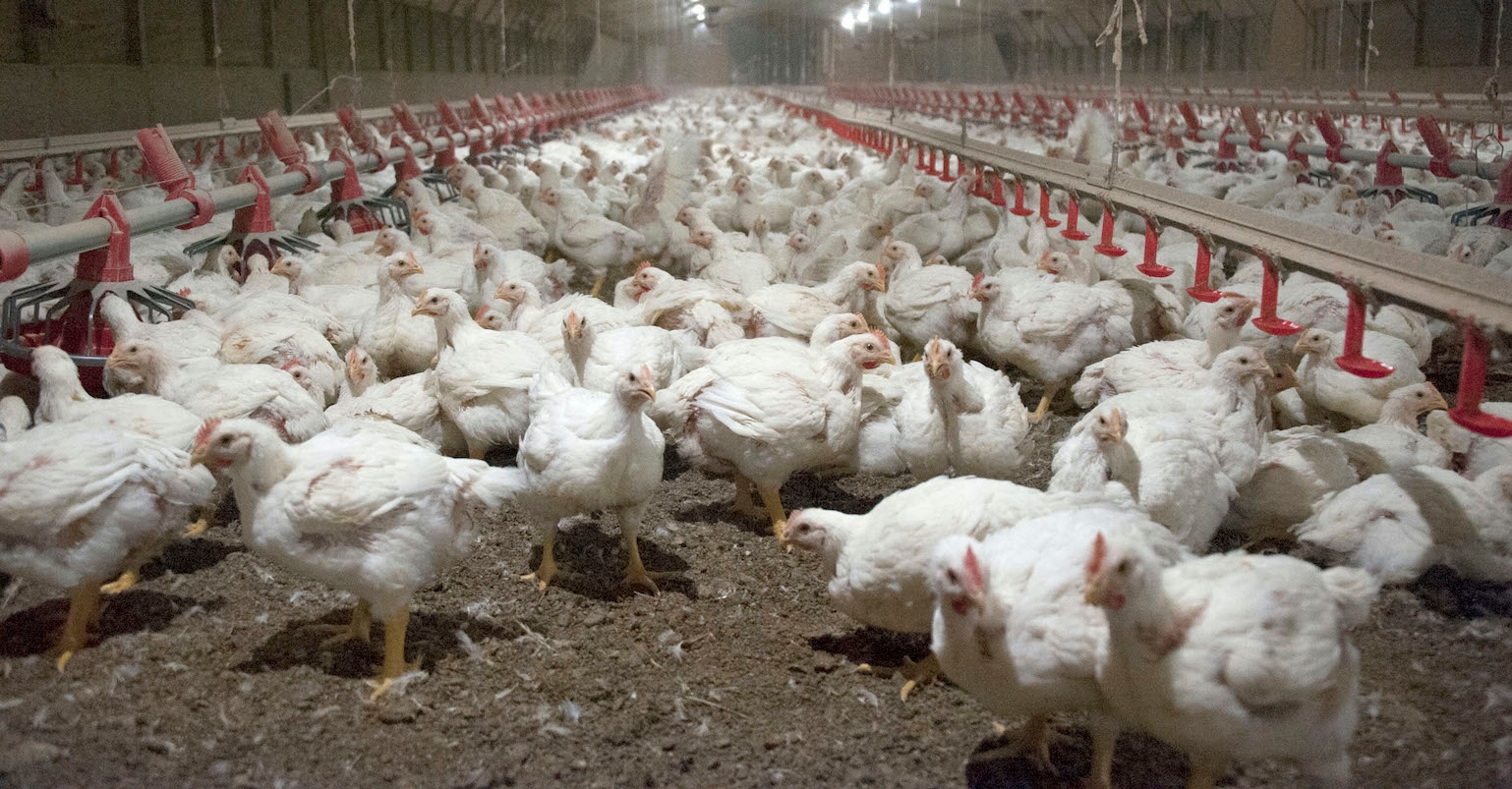 Effective use of poultry litter as fertilizer