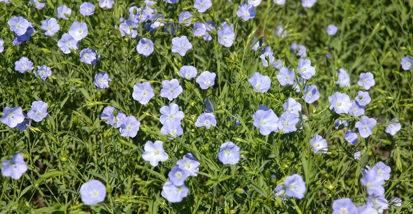 Small, blue flowers blooming