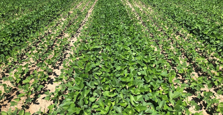 rows of soybeans rows of soybeans