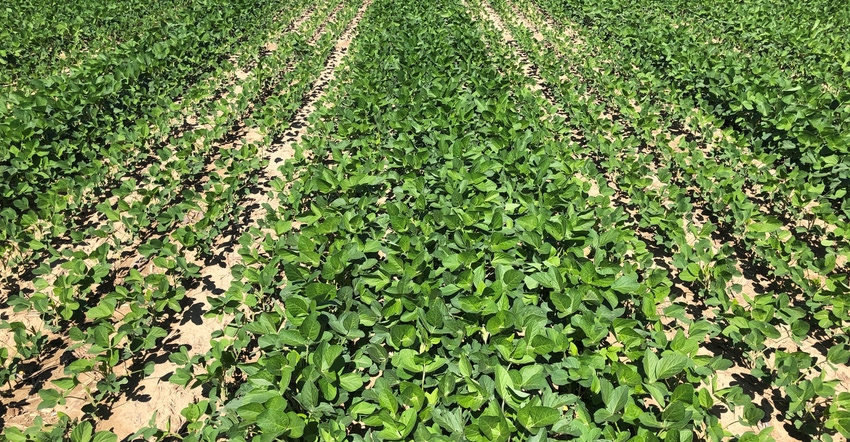 rows of soybeans