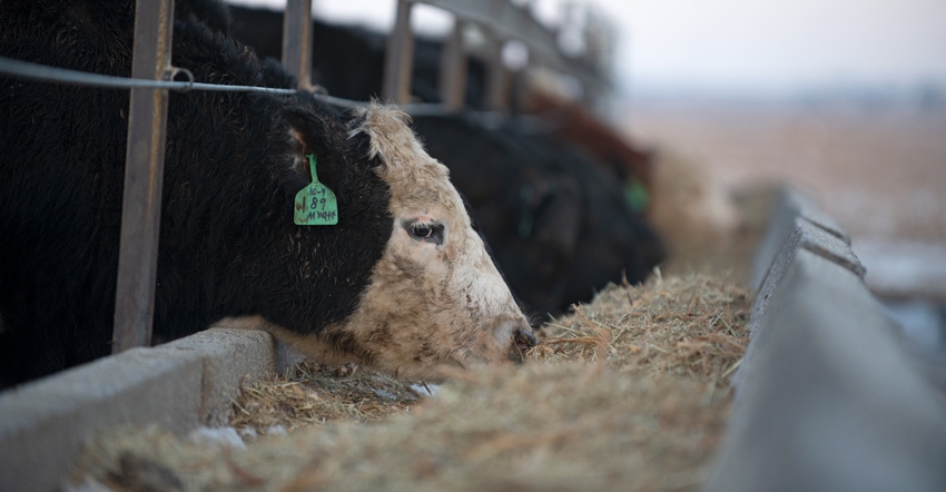 cow eating out of feed trough