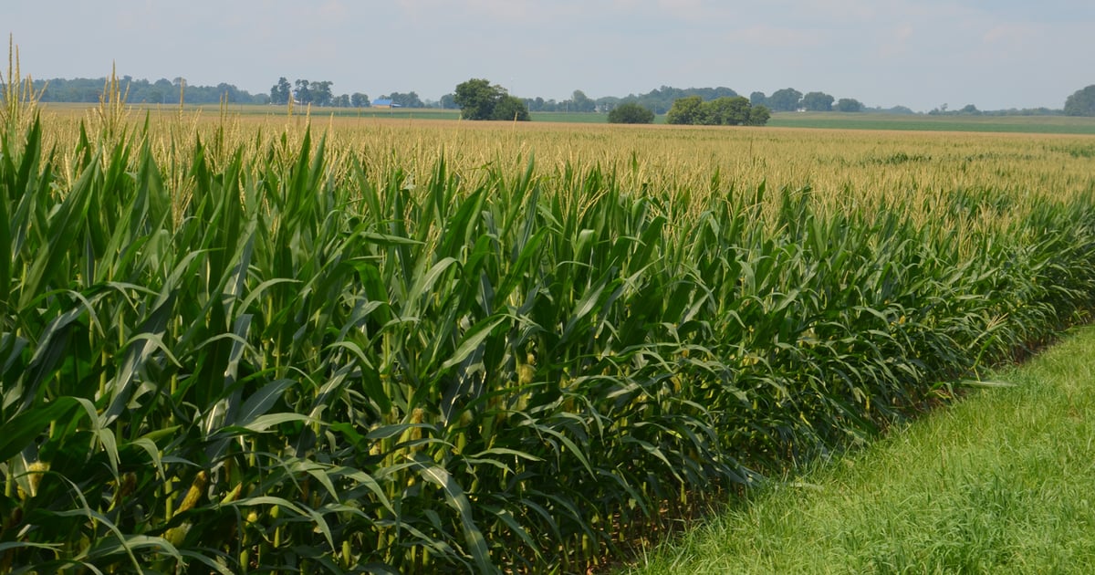 Low corn price big factor in pressuring cash rents for 2021