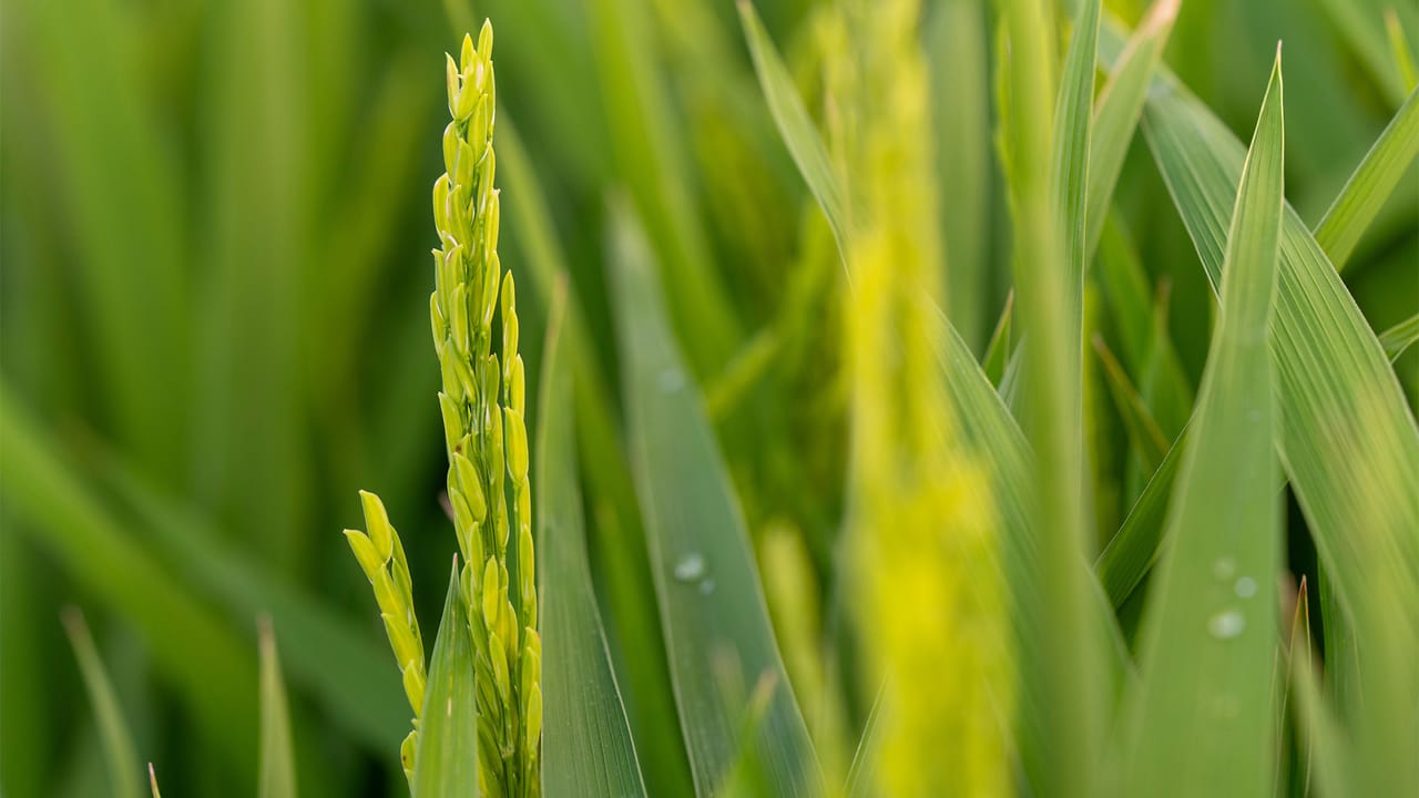 Texas Rice Field Texas rice harvest progresses amid pest challenges