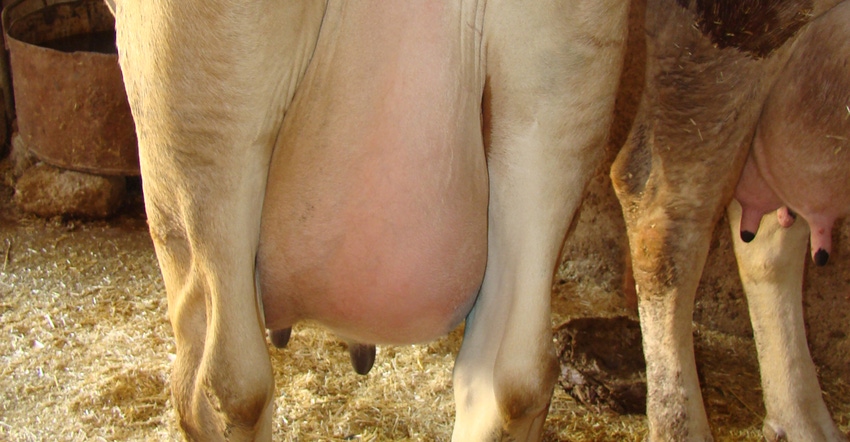 cow udder showing signs of mastitis 