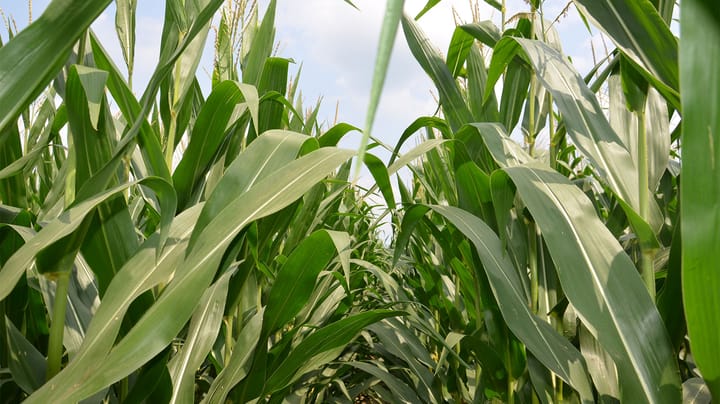 Corn quality tilted unexpectedly lower