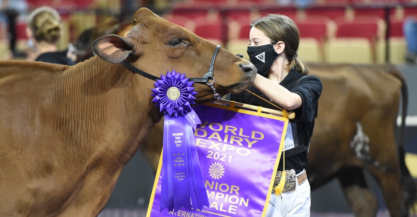 Girl showing cow at World Dairy Expo 