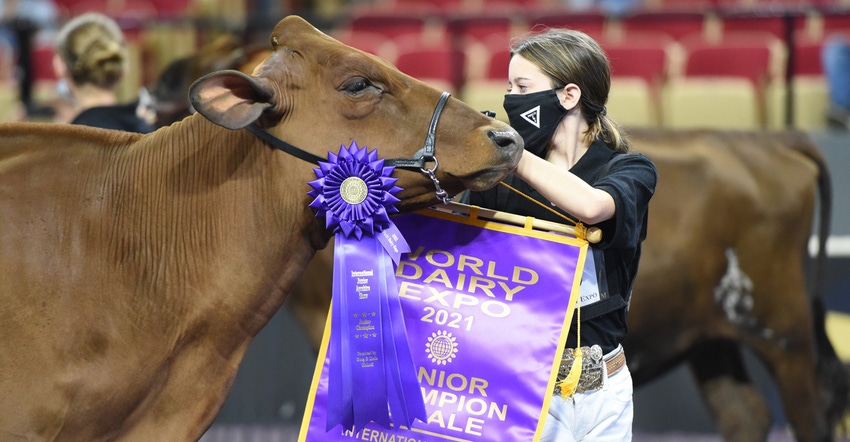 Girl showing cow at World Dairy Expo Girl showing cow at World Dairy Expo