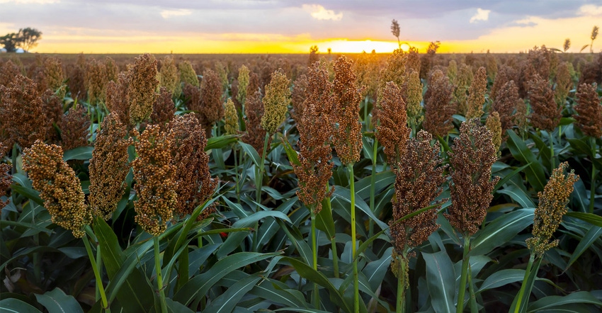 todd-johnson-sorghum-sunset.jpg todd-johnson-sorghum-sunset.jpg