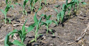 Corn emerging from ground