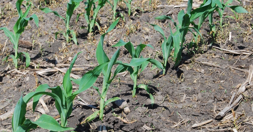 Corn emerging from ground Corn emerging from ground
