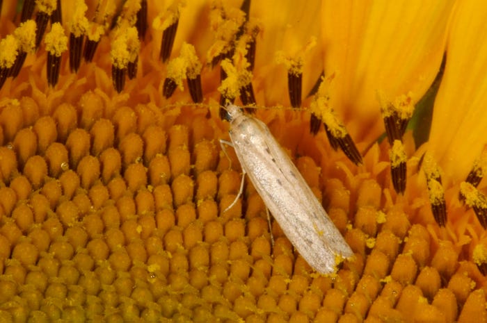 A close up of a sunflower moth perched on a sunflower