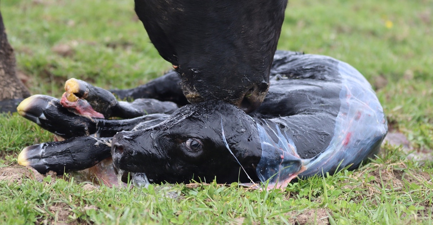 baby calf lying on ground, being licked clean by its mother after being born