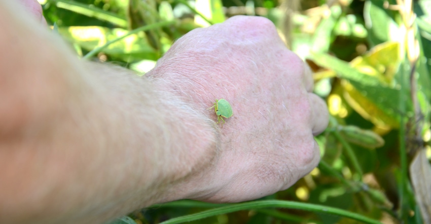 giant stinkbug resting on a hand