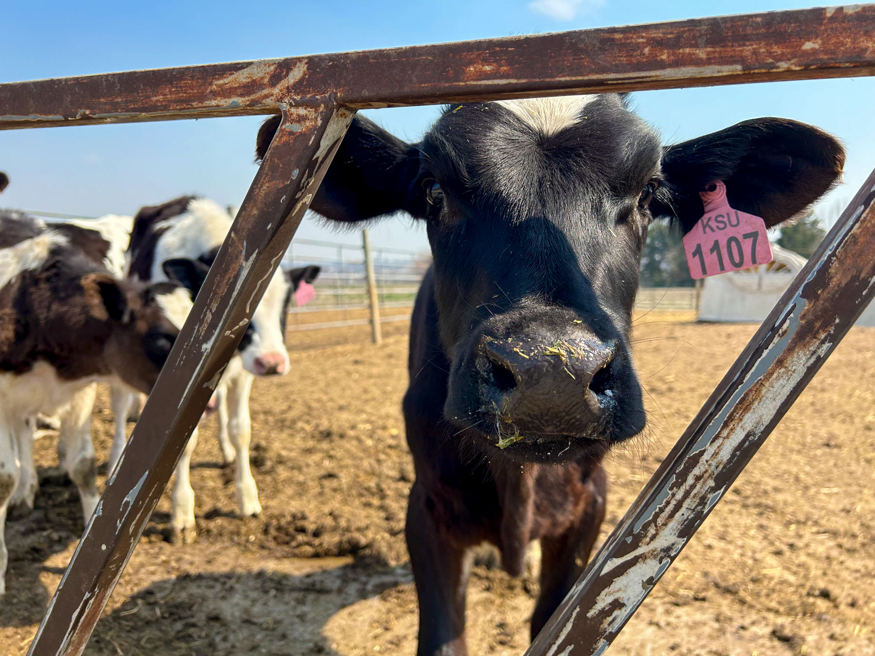 Close up of cows at K-State Dairy Research Unit