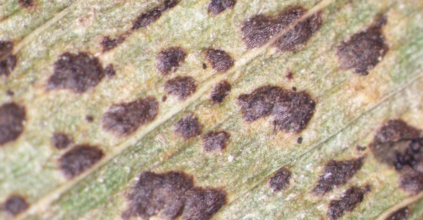 tar spot on corn leaves tar spot on corn leaves