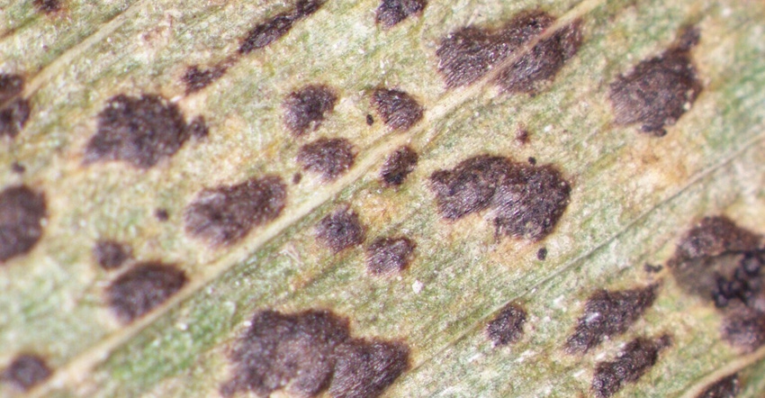 tar spot on corn leaves