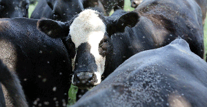 cattle-grouped-together-GettyImages-907183056.gif