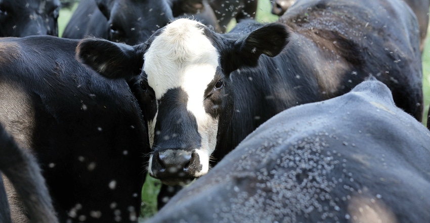 cattle-grouped-together-GettyImages-907183056.gif