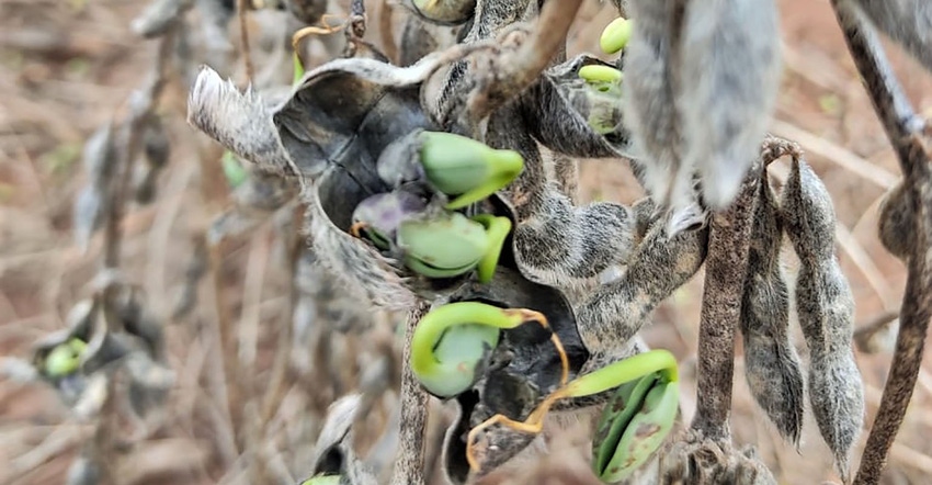 In some Mato Grosso fields beans have begun rotting or germinating in their pods. 