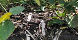 residue under soybean plants