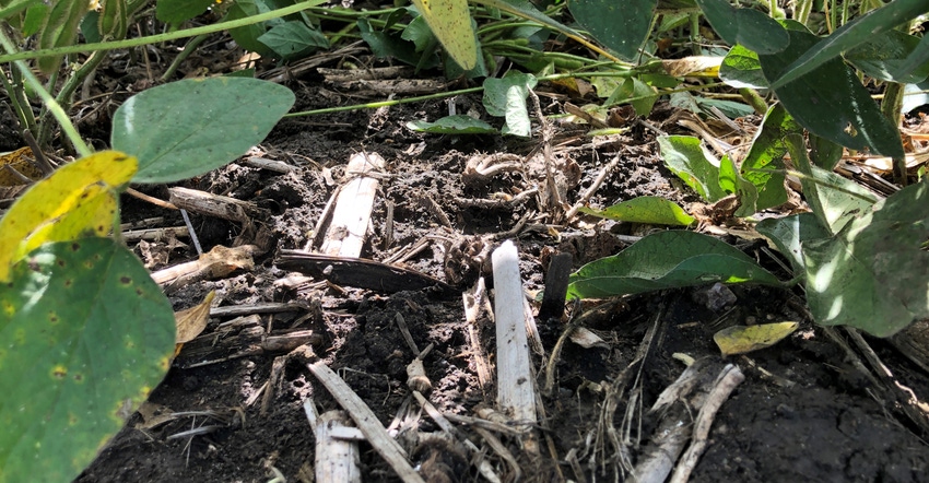 residue under soybean plants residue under soybean plants